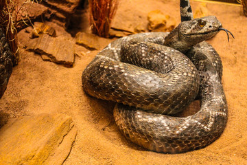Rattlesnake in an museum in Austria
