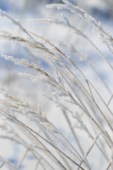 Frozen branches on dry grass in winter