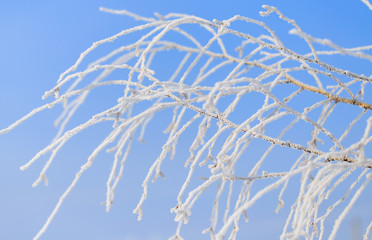 Frozen branches on a tree against a blue sky