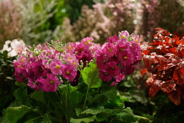 ストックの寄せ植え