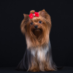Dog breed Yorkshire Terrier on a black background.