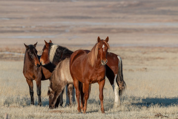 Herd of Wild Horses in the Utah Desert in Winter