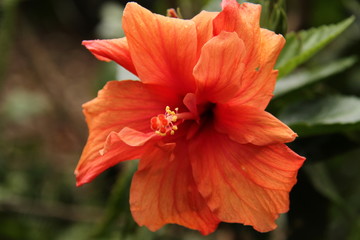 Hibiscus flower