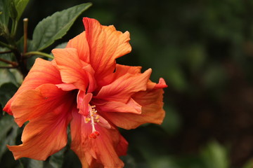 Hibiscus flower