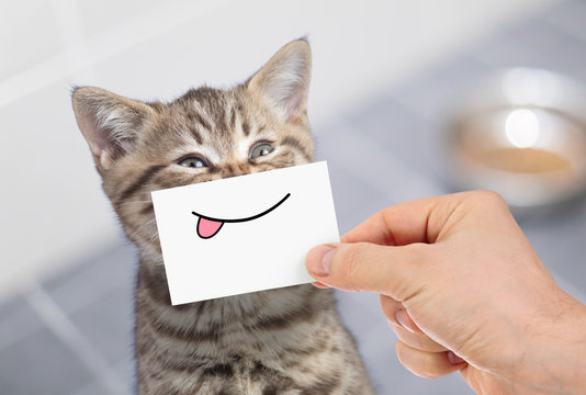 funny cat with smile and tongue on cardboard