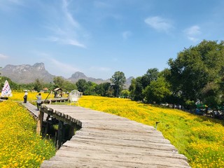 Thailand, flower , garden , Cosmos