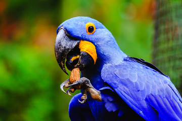 Portrait of Blue macaw (Anodorhynchus hyacinthinus) feeding on chestnut. Photo taken in Brazil