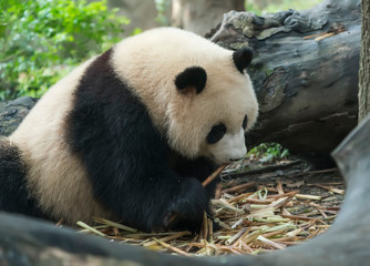 Obraz premium Wielka panda jedząca bambus, dzikie zwierzęta.
