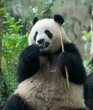 Fototapeta Giant panda eating bamboo,Wild Animals.
