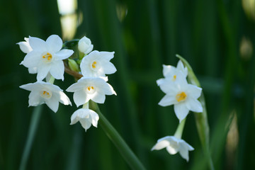 White daffodil flowers in winter.