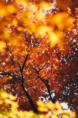 Naklejka na ściany i meble tree in autumn