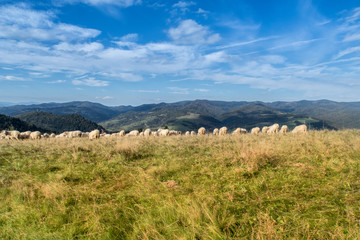 Fototapeta na wymiar Flock of sheep grazing.