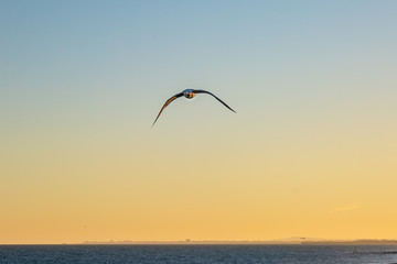 A seagull in flight against a sunset sky, in Brighton