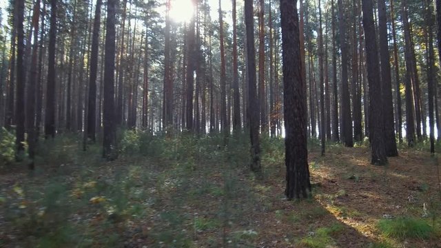 Walk through a mixed pine and birch taiga forest in autumn season