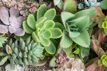 Miniature succulent plants (succulent cactus) at the garden