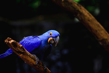 Portrait of Blue macaw (Anodorhynchus hyacinthinus). Photo taken in Brazil