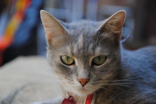 gatti
