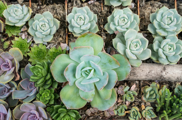Miniature succulent plants (succulent cactus) at the garden