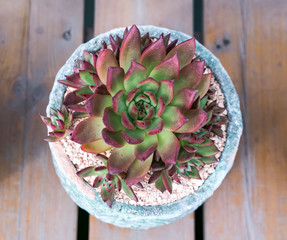 Miniature succulent plants (succulent cactus) at the garden