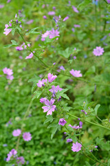 The blossoming hollyhock forest (Malva sylvestris L.)