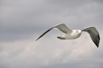 seagull in flight