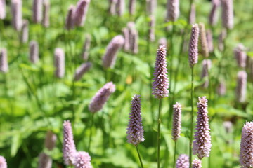 Beautiful delicate purple lupin-like flowers, shallow depth of field, with green meadow foliage background