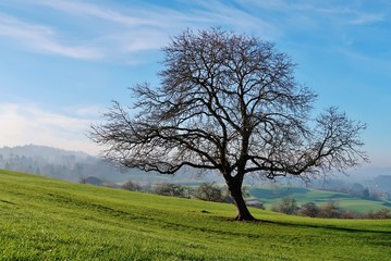 Obraz premium Kahler Obstbaum