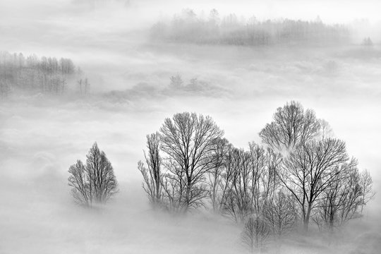 Paesaggio in bianco e nero sulla foresta con nebbia