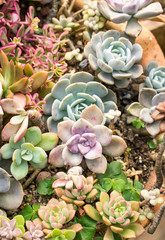 Miniature succulent plants (succulent cactus) at the garden