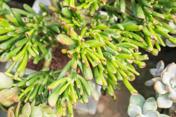Miniature succulent plants (succulent cactus) at the garden