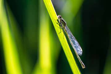 Damselfy on green leaf