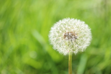 A macro photo of a full dandelion puff-ball seed head, against beautiful out of focus green foliage. Copy space