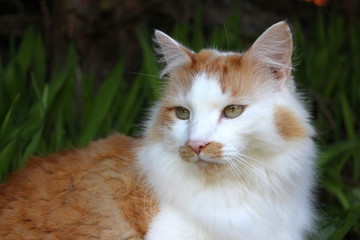 A close up photograph of a handsome ginger and white tom cat, shallow depth of field, natural greenery garden background