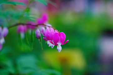 Fototapeta na wymiar Bleeding Heart flower (Dicentra spectabils) on a bright color blurred background.