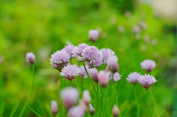 purple chives flowers .  wild Chives 