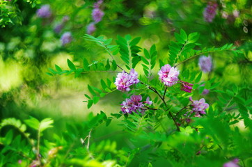 pink flower blossoming acacia tree .bright background of a flowering tree
