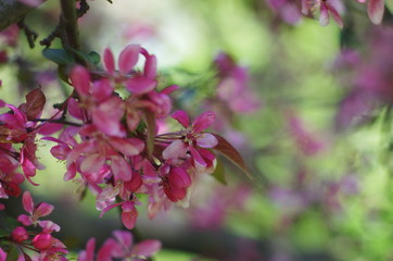 Flowering Crab apple tree blossoms	