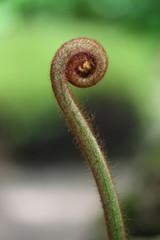 A close up photograph of a curled up fern frond, spiral, shallow depth of field with natural greenery background