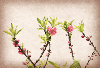 plum blossom on old antique vintage paper background