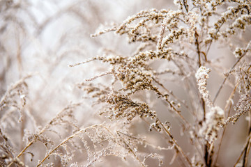 Stems of grass covered with frost in winter forest 