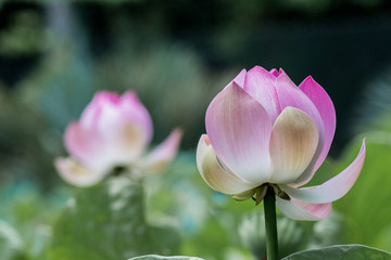 bl&uuml;hende Seerosen