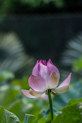 Obraz premium Blüte der Seerose