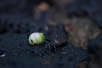 Krabbe frisst Schnecke