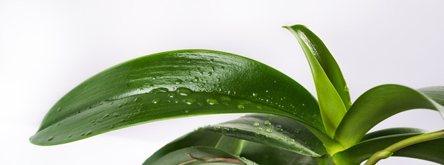 Close up view of orchid flower petal on white isolated background. Raindrops on leaves
