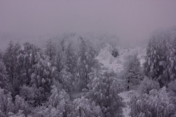 winter morning with fairy trees in the fog