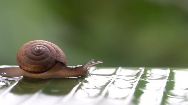 Snail in shell crawling on the green palm leaf after the rain, summer day in garden, close up, Thailand