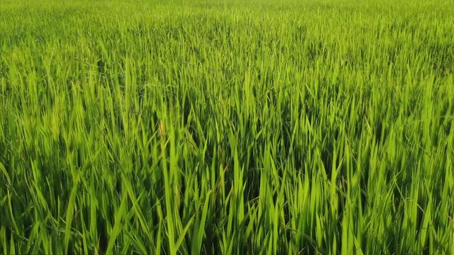 Aerial drone view starting static on green rice seedlings in Asia; camera then flies forward fast over field, finally rising over a hedge to reveal nearby rice fields and trees.