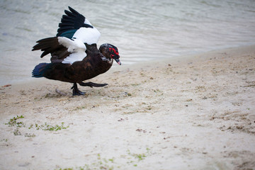 Florida duck in a park with a lake