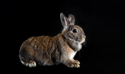 Kaninchen mit braun grauem Fell auf dunklem Hintergrund