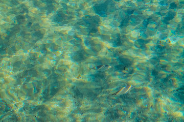Naklejka na ściany i meble Background transparent water of the red sea and beautiful fish in clear water for diving